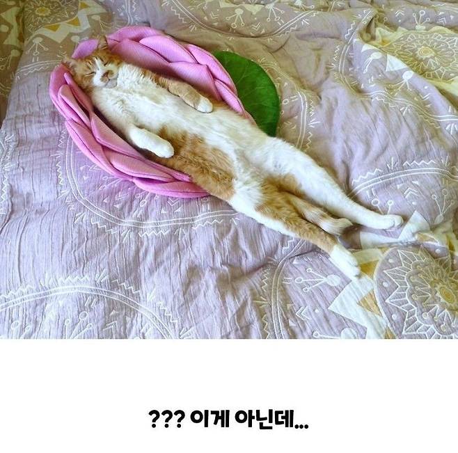 33195bf62e7da1e1b95c2c05736a21a398b119c5cf582b6f89c078d5ea9a967e.jpg 고양이 연꽃 쿠션 이상과 현실.jpg