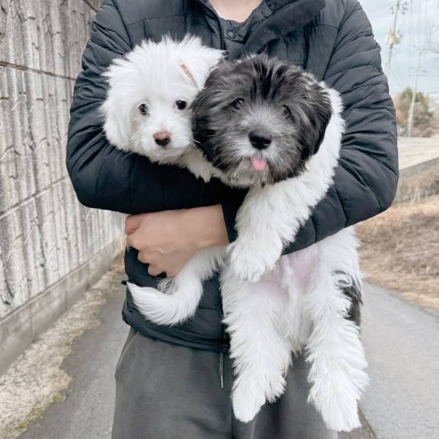 보호소 시절의 현식이. 당시 생후 3개월이었으나 발 크기가 커 중대형견으로 성장할 것으로 예상됐다. 최현정씨 제공