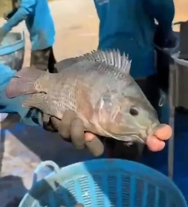 지난 9일(현지시간) 태국 나콘파톰에서 잡힌 입술이 도톰하게 부풀어 오른 '틸라피아' 물고기. /사진=영국 데일리메일