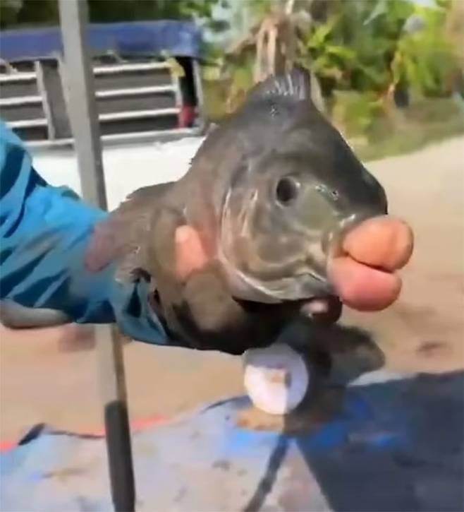 지난 9일(현지시간) 태국 나콘파톰에서 잡힌 입술이 도톰하게 부풀어 오른 '틸라피아' 물고기. /사진=영국 데일리메일