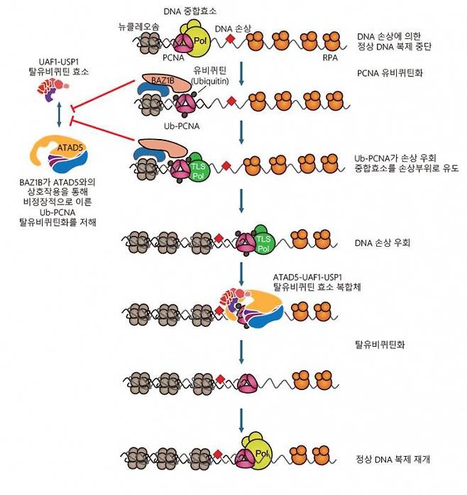 BAZ1B와 ATAD5 단백질에 의한 Ub-PCNA 탈유비퀴틴화 조절 과정. ATAD5는 탈유비퀴틴화 효소와 함께 작용해 Ub-PCNA의 탈유비퀴틴화를 촉진해 정상적인 DNA 복제 과정의 재개를 유도한다. BAZ1B는 ATAD5와 탈유비퀴틴화 효소의 결합을 저해하고 Ub-PCNA의 탈유비퀴틴화가 지나치게 빠르게 일어나는 것을 방지해 우회 과정이 완료된 이후 시점에서 DNA 복제가 재개되도록 조절한다. IBS 제공