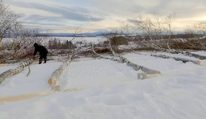 비에이 자작나무 가로수를 벌채한 후 그 자리에 눕혀 놓았다.