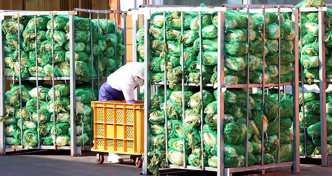 지난 12일 경기 파주시 김치가공 업체에서 관계자가 배추를 정리하고 있다./뉴스1