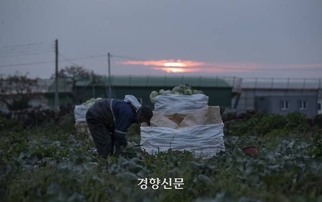 이주노동자들이 지난해 12월5일 제주시 한경면 양배추 밭에서 양배추 수확 작업을 하고 있다.  권도현 기자