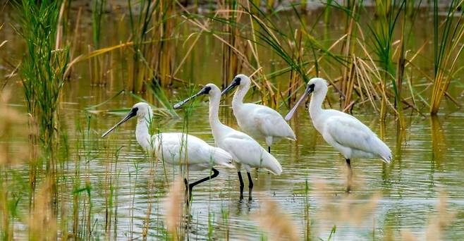 저어새[안산시 제공]