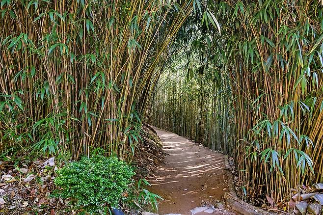 불일암 입구 대나무 숲길[사진/백승렬 기자]