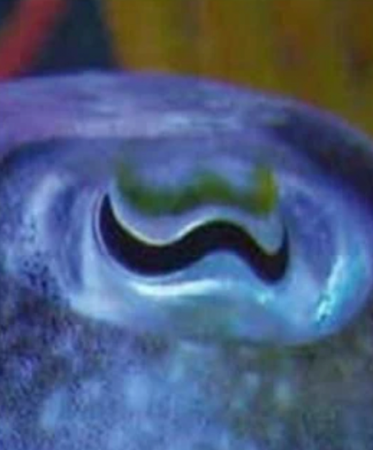 스크린샷 2025-01-22 14.08.42.png 동물들 눈 모양마다 기능 다 다른거 나만 몰랐냐?