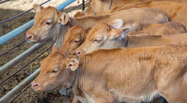 한 한우농가가 사육 중인 한우의 모습. 전국한우협회