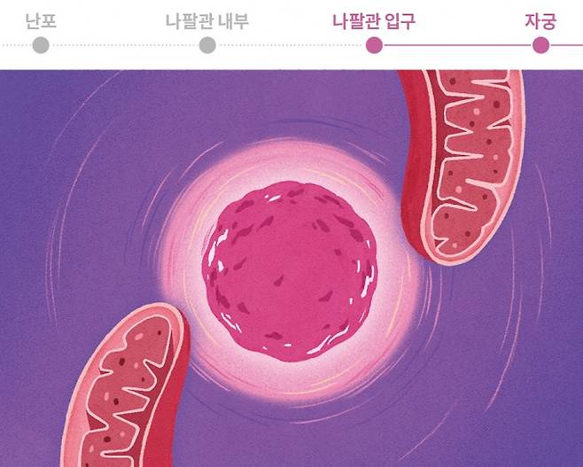 낳는것보다 키우는 것이 어렵다. 미토콘드리아. 과학동아 제공