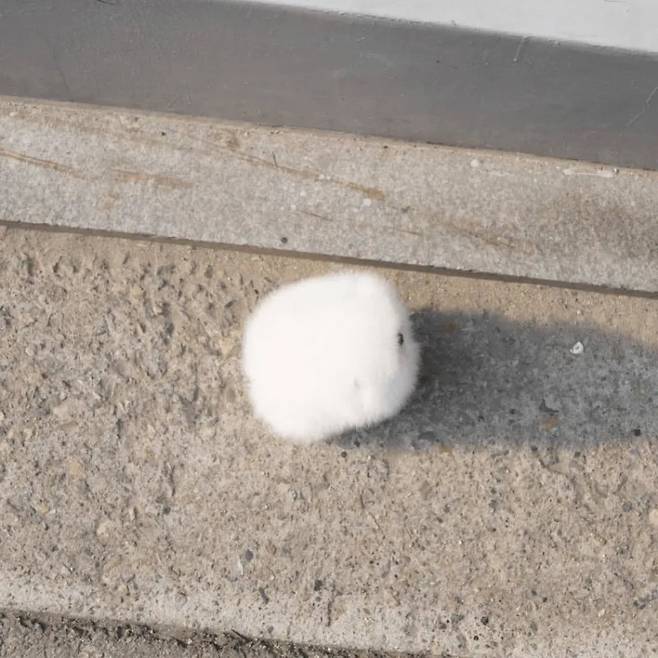 단팥 살짝 삐져나온 호빵.jpg