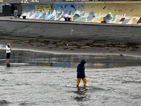 지난 22일 오전 제주시 삼양해수욕장 모래사장에 밀려든 괭생이모자반 사이로 맨발걷기를 하는 어싱객들. 최충일 기자