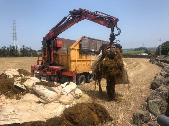 제주도가 2020년 해안에서 수거한 괭생이모자반을 밭에 거름으로 뿌리고 있다. 최충일 기자