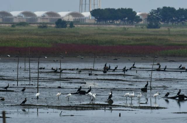 ▲ 새만금 신공항 예정부지에 서식하고 있는 멸종위기 1급 저어새 무리. ⓒ새만금신공항백지화공동행동