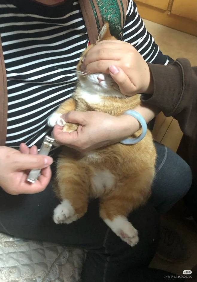 고양이 발톱깎기 전문 2인 1조