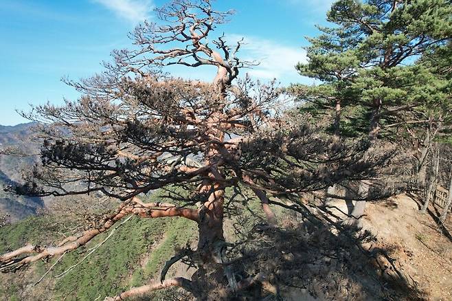 지난 22일 경북 울진 소광리의 안일왕산(해발 819m) 꼭대기에 있는 600년 된 대왕소나무 모습. 녹색연합 제공