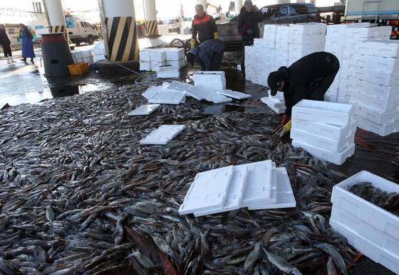 강원 강릉시 주문진항에서 어민들이 오징어를 선별하고 있다.사진 연합뉴스
