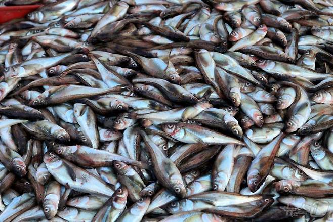 도루묵(사진출처:해양수산과학기술진흥원)