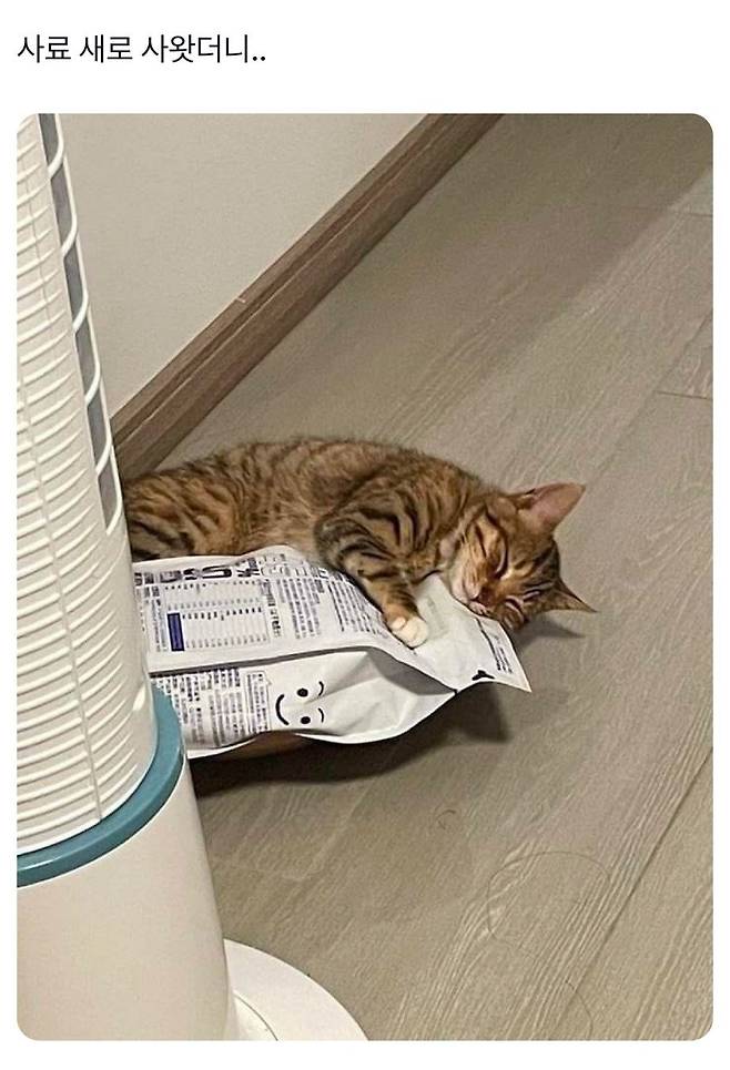 고양이 사료 새로 사 줬더니...