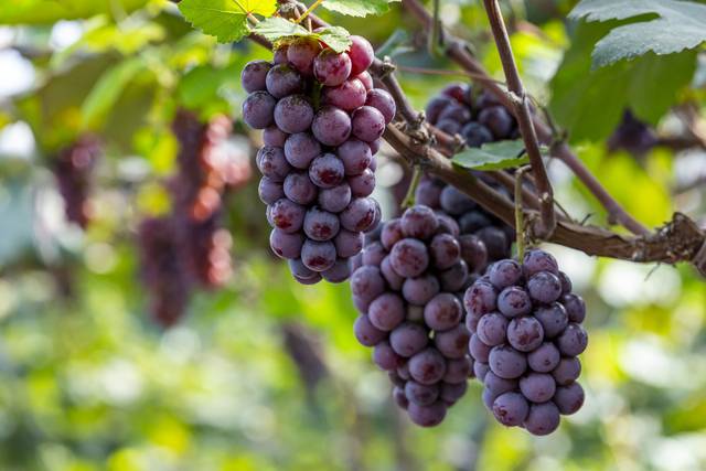 멕시코와 스페인에선 새해에 맞춰 포도를 먹는다. 이미지투데이