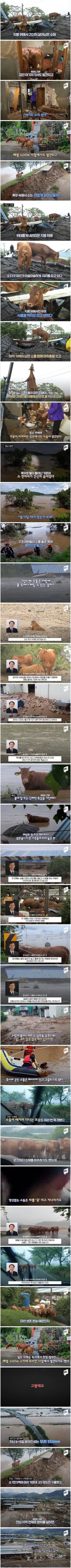 아오 왜 맛있어서 진짜...jpeg 침수피해마을에서 소만 살아 남은 이유.jpg