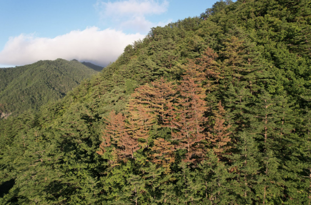 ▲ 삼척 산림보호구역의 금강소나무 집단 고사 현장. 녹색연합 제공