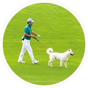 반려견 동반 라운딩이 가능한 롯데스카이힐CC 제주.