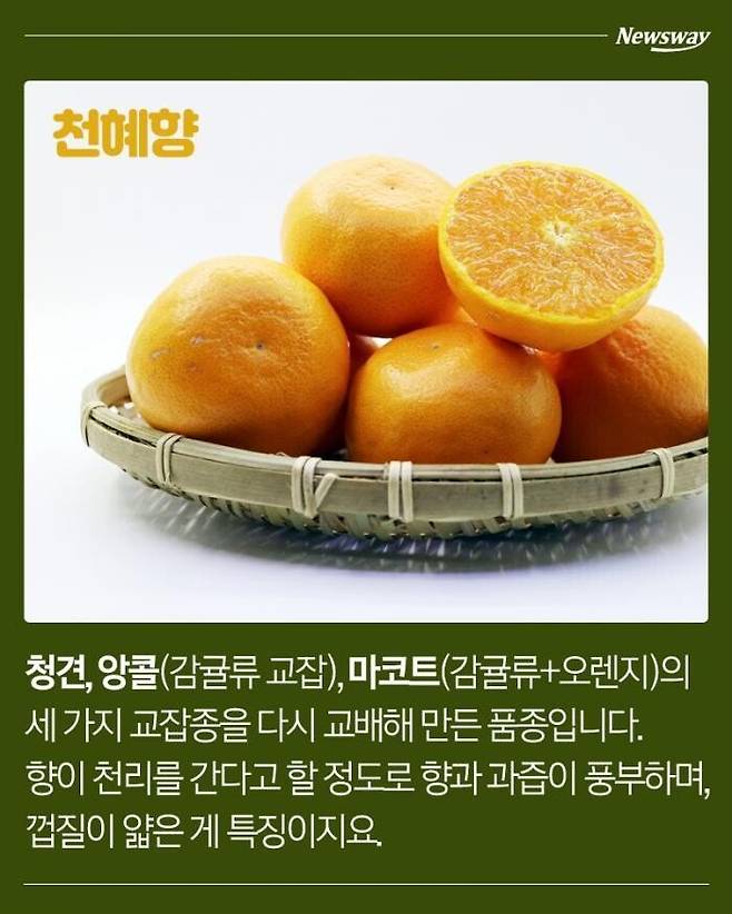 13733c7d32afdcb0d4b83e72e24ecc22.jpg 한라봉, 천혜향, 레드향, 황금향의 차이