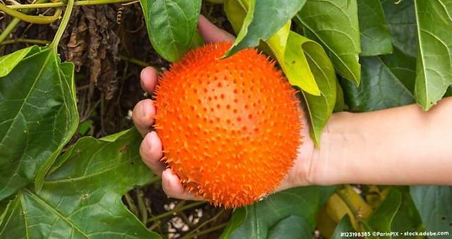 gac_superfruit-768x407.jpg 신기한 베트남 과일 ㄷㄷ
