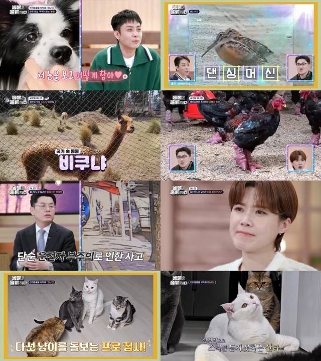 KBS 2TV '동물은 훌륭하다'