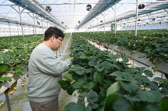5일 최이영 농업회사법인 ㈜헤테로 대표가 딸기 묘목을 살피고 있다. 홍성군 제공.