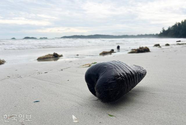 인적이 드문 빈탄 리조트 지구 해변에 파도에 떠밀려온 야자수 열매가 뒹굴고 있다.