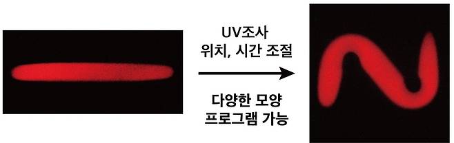 최영재 GIST 신소재공학과 교수 연구팀이 개발한 수화젤 로봇. 빛을 쪼이면 모양이 자유자재로 변한다. [사진=GIST]