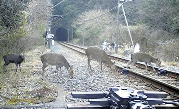 지난달 21일 촬영된 선로 내에 침입한 사슴 무리. JR동일본 지바지사 제공