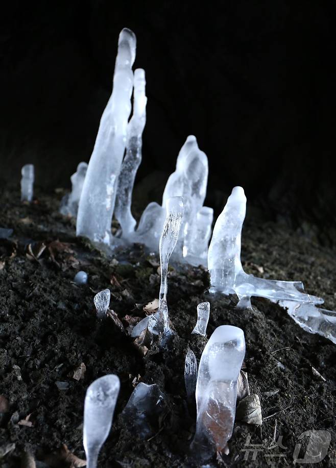 충북 제천시 덕산면 수산리 보덕암 인근 보덕굴 '거꾸로 자라는 고드름'.2025.2.6/뉴스1