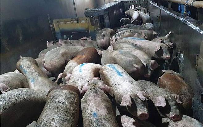돼지 계류장은 밀집도가 높아 돼지들이 급수대에 접근하기 어렵고, 기절 공간으로 갈 때 피로도가 높아져 제대로 걷지 못하는 모습이 관찰됐다. 이런 환경은 동물들로 하여금 공포·스트레스를 유발해 직업자들의 작업을 어렵게 한다. 전채은 제공