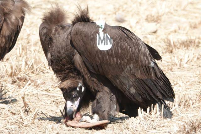 몽골에서 경남 고성군 독수리 식당을 찾아온 독수리. 날개에 개체 표시를 한 윙태그가 보인다. 독수리자연학교 제공