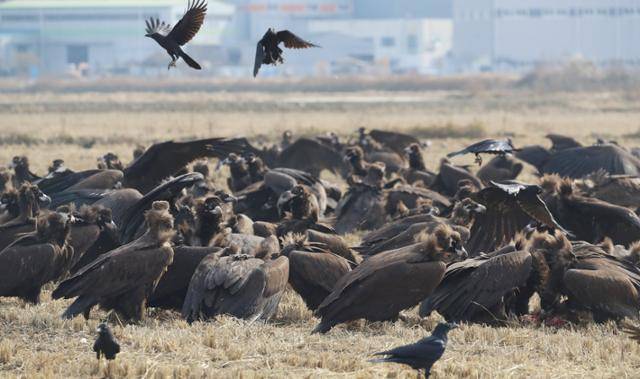 경남 김해시 한림면 화포천습지생태공원을 찾은 독수리들이 사람들이 제공한 먹이를 먹고 있다. 김해=뉴스1