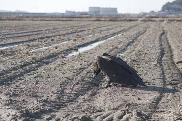 농약이 묻은 볍씨를 먹고 폐사한 먹이를 먹고 중독돼 움직이지 못하는 독수리. 충남야생동물구조센터 제공