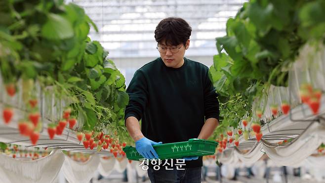 청년농업인 고택균씨가 지난달 6일 전북 김제시 백구면 김제스마트팜혁신밸리 임대형농장에서 딸기 수확을 하고 있다. 서성일 선임기자