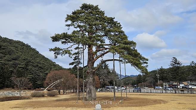 충북 보은군 법주사 입구의 정이품송