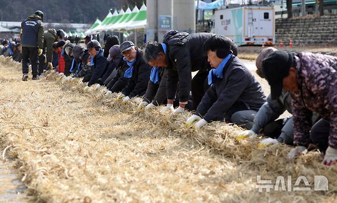[청도=뉴시스] 이무열 기자 = 6일 오후 경북 청도군 청도천 둔치에서 군민들이 ‘2025 정월대보름 민속한마당’에 사용될 도주줄당기기 가닥줄을 엮고 있다. 2025.02.06. lmy@newsis.com