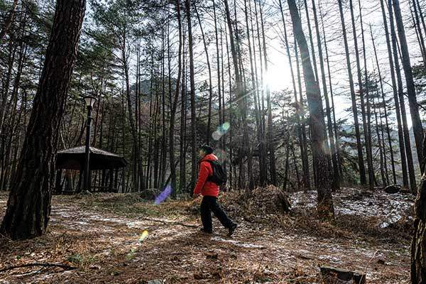 천동 코스 등산로 초입의 걷기 좋은 솔밭길.