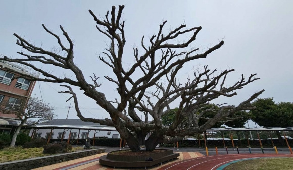 지난해 제주 서귀포시 효돈중학교에서 고사한 담팔수의 모습. 담팔수는 사계절 푸른 잎을 자랑하는 아열대 상록수지만 최근 위황병(시들음병)에 걸려 죽는 사례가 늘고 있다. 한국나무의사협회 제주지회 제공