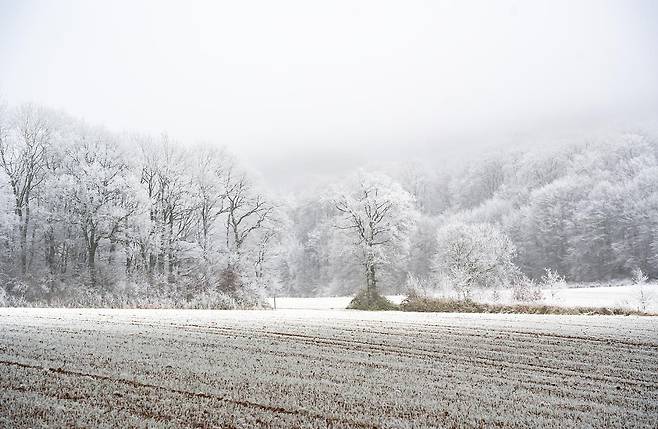 모젤강으로 향하는 지방도에서 만난 상고대 [사진/성연재 기자]