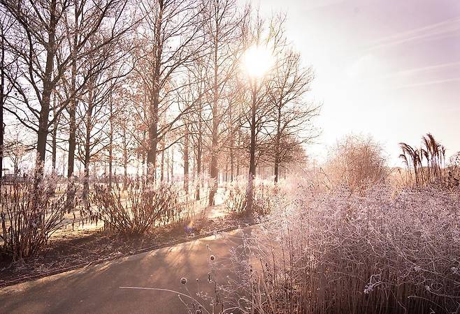 에렌브라이트슈타인 요새 정원의 상고대 [사진/성연재 기자]