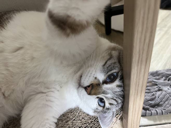 우리 몽실이 보고가세용