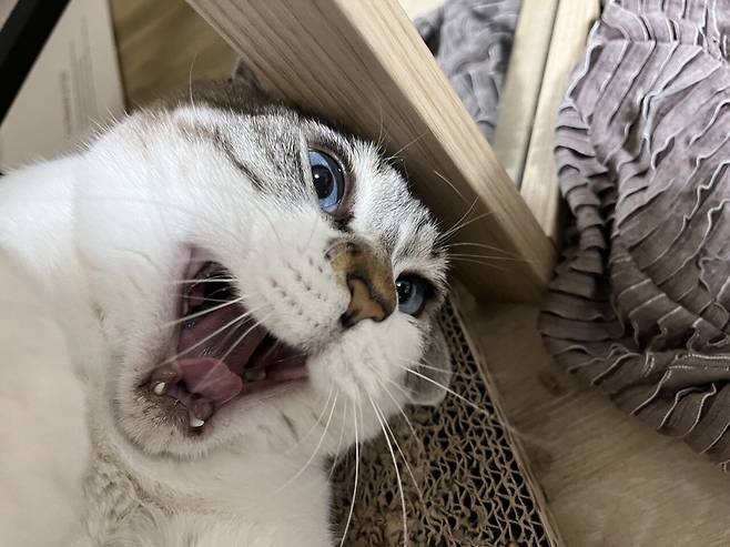 우리 몽실이 보고가세용