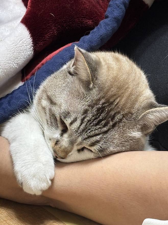 우리 몽실이 보고가세용