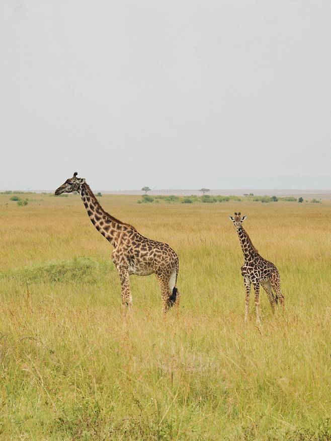 DSC06660.jpeg 설 연휴에 다녀온 케냐 사진