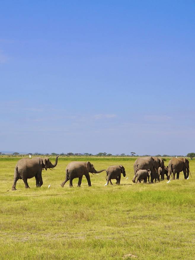 IMG_0179.jpeg 설 연휴에 다녀온 케냐 사진